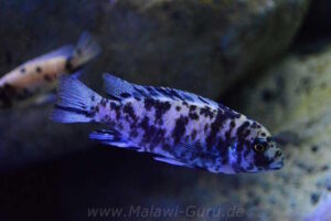 Metriaclima sp. 'zebra gold' Mundola Point